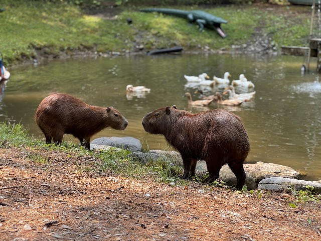 Adirondack Animal Land — from the gallery